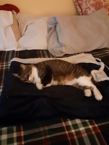 Lost Female Cat last seen Adler Place Co-op City Section 4, The Bronx, NY 10475