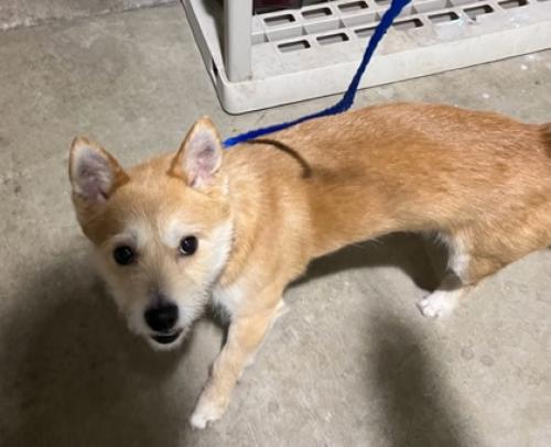 Found/Stray Unknown Dog last seen 19TH AND DIVISION , Melrose Park, IL 60160