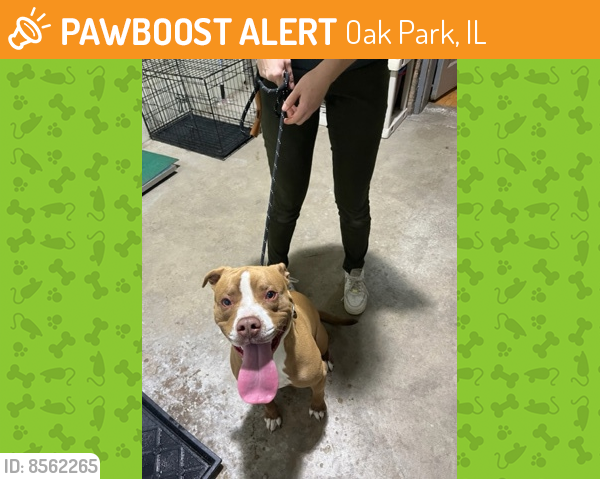 Found/Stray Unknown Dog last seen Near GARFIELD OAK PARK, Oak Park, IL 60304