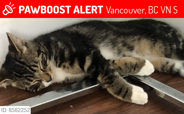 Lost Male Cat last seen Near Kingsway Vancouver BC, Vancouver, BC V5N 2S4