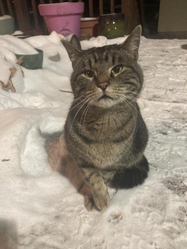 Found/Stray Male Cat last seen 41st Ave N & Xenia Ave N, Minneapolis, MN 55422