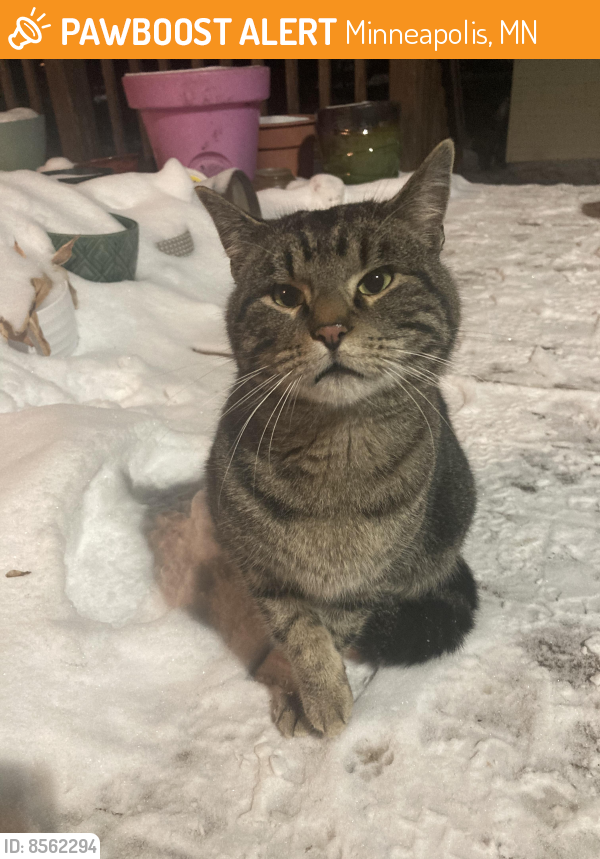 Found/Stray Male Cat last seen 41st Ave N & Xenia Ave N, Minneapolis, MN 55422