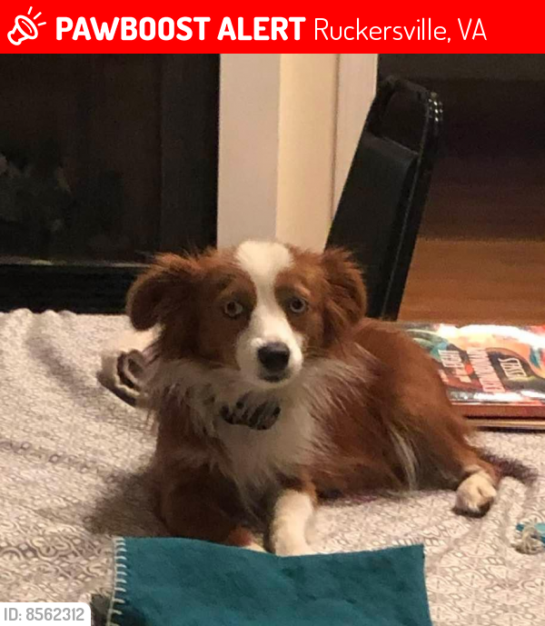 Ruckersville, VA Lost Female Dog, Ginger Peach Is Missing PawBoost
