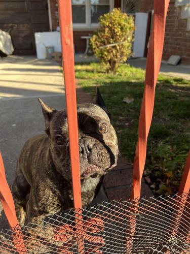 Found/Stray Male Dog last seen East 12th Street and Desmond Ct, Brooklyn, NY 11235
