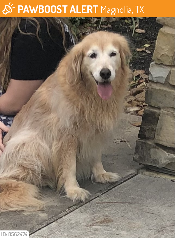 Found/Stray Female Dog last seen Near Edgewater Drive, Magnolia, TX, Magnolia, TX 77354