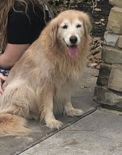 Found/Stray Female Dog last seen Near Edgewater Drive, Magnolia, TX, Magnolia, TX 77354