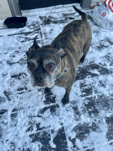 Found/Stray Female Dog last seen 29th and 29th in Longfellow , Minneapolis, MN 55406