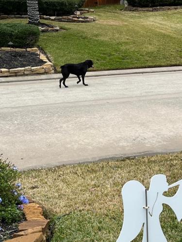 Found/Stray Unknown Dog last seen Winding Springs in Rock Creek, Cypress, TX 77429