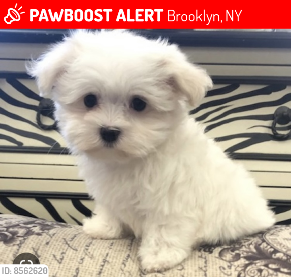 Lost Male Dog last seen East 61st street ; avenue U , Brooklyn, NY 11234