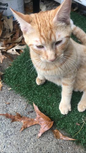 Found/Stray Male Cat last seen River Rd, Ellenwood, GA 30273