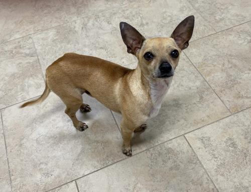 Found/Stray Male Dog last seen Oakley Addition, New Caney, TX 77357