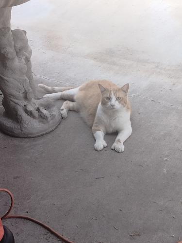 Lost Male Cat last seen Sweetwater Dr and Sweetwater Ct, Albuquerque, NM 87120