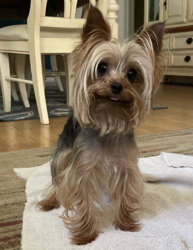 Lost Male Dog last seen 42nd Ave & Gerard Ave, Minneapolis, MN 55412