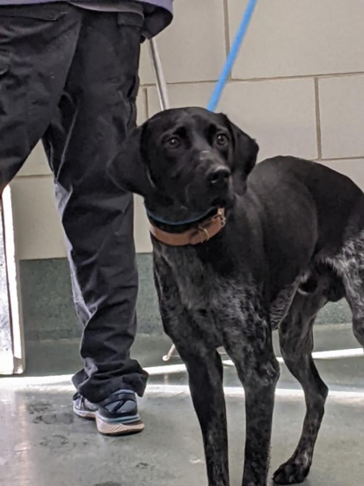 Shelter Stray Male Dog last seen Annandale, VA 22003, Fairfax, VA 22032