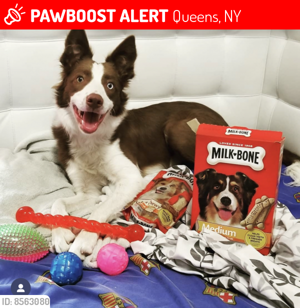 Lost Female Dog last seen Near by 77th st linden wokd, Queens, NY 11414