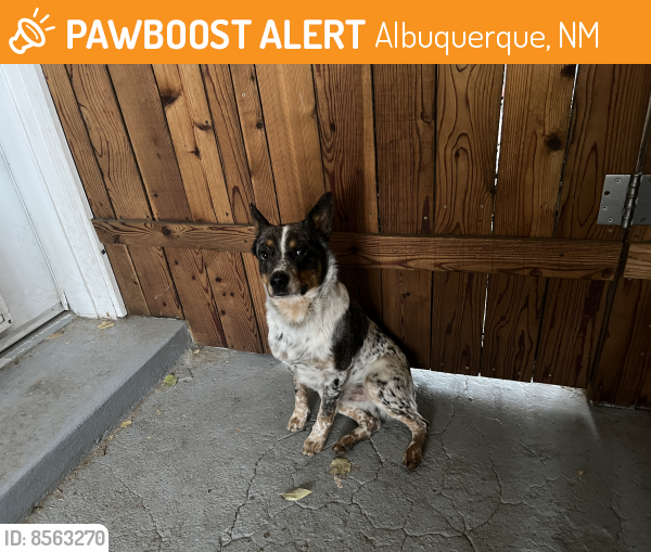 Rehomed Male Dog last seen Copper & San Pedro , Albuquerque, NM 87108