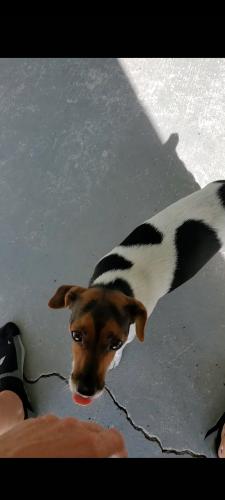Lost Female Dog last seen Tropicana , Naples, FL 34116