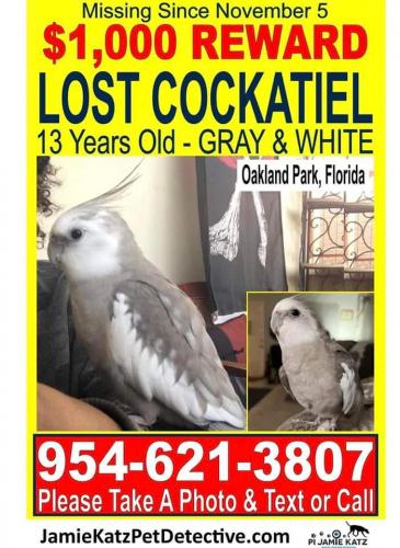 Lost Male Bird last seen Funky Buddah Brewery, Oakland Park, FL 33334