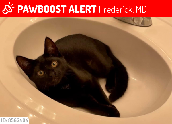Lost Female Cat last seen Crestwood BLVD & New Design RD, Frederick, MD 21703