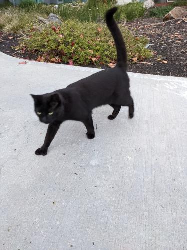Found/Stray Unknown Cat last seen Between buildings 3420 and 3410 hiding in bushes, Santa Clara, CA 95051