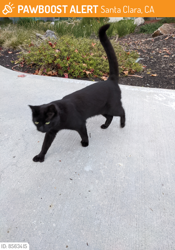 Found/Stray Unknown Cat last seen Between buildings 3420 and 3410 hiding in bushes, Santa Clara, CA 95051