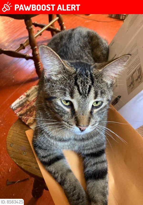 Lost Female Cat last seen N Chicago Ave and Hawthorne, South Milwaukee, WI 53172