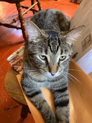 Lost Female Cat last seen N Chicago Ave and Hawthorne, South Milwaukee, WI 53172