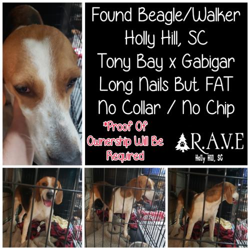 Found/Stray Female Dog last seen Tony Bay x Gabigar, Holly Hill, SC 29059