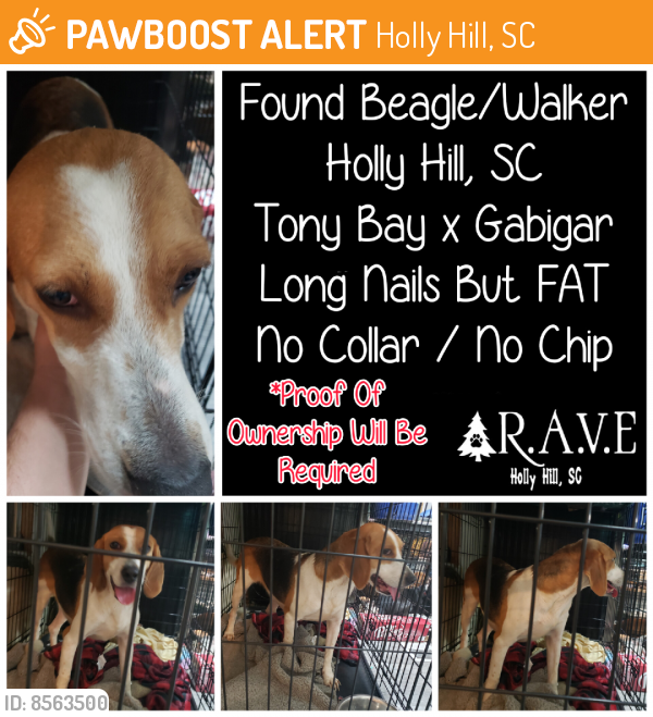 Found/Stray Female Dog last seen Tony Bay x Gabigar, Holly Hill, SC 29059