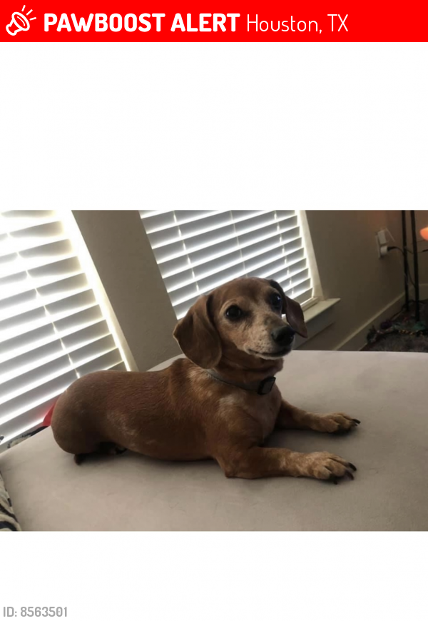 Lost Female Dog last seen Sable ln and Torrey Chase, Houston, TX 77014