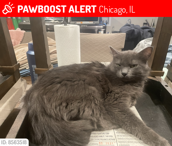 Lost Female Cat last seen Near S Avers , Chicago, IL 60623