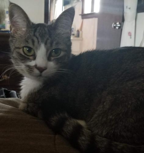 Lost Female Cat last seen Bucknell Drive  & Dogwood Farms Road, Decatur, GA 30034