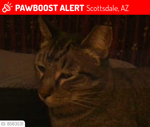 Lost Female Cat last seen McDowell & N 74th St., Scottsdale, AZ 85257