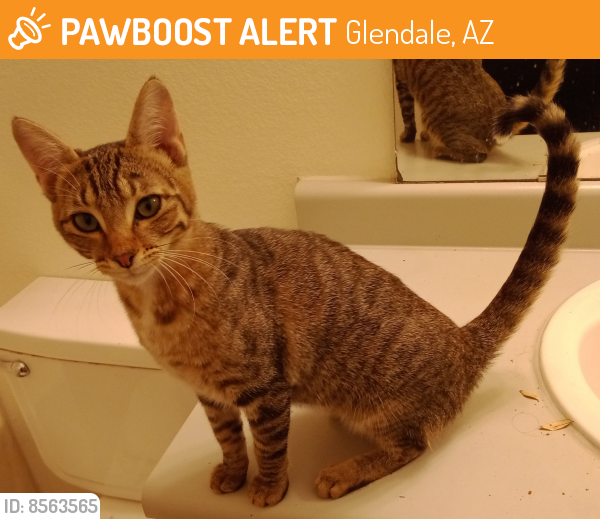 Found/Stray Female Cat last seen Sagewood apmt complex on 59th and Greenway, Glendale, AZ 85306