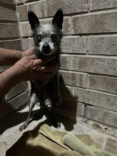 Found/Stray Unknown Dog last seen Near Wilde Creek Park, The Woodlands, TX 77389