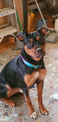 Lost Female Dog last seen Chestnut and Vine, Chestnut and Elm, Arlington Heights, IL 60004