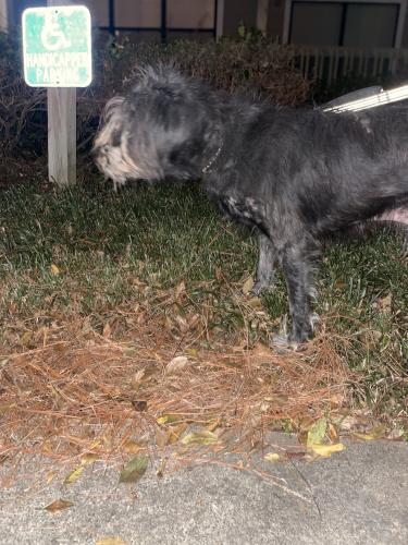 Found/Stray Male Dog last seen Near powers ferry rd, Marietta, ga 30067, Marietta, GA 30067