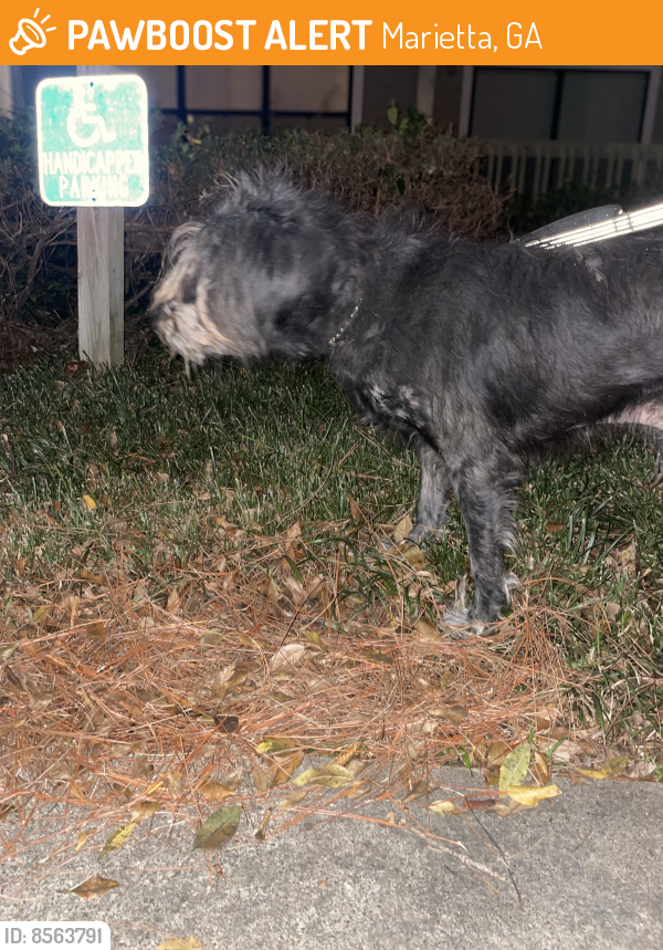 Found/Stray Male Dog last seen Near powers ferry rd, Marietta, ga 30067, Marietta, GA 30067