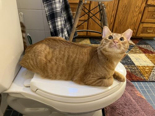 Lost Male Cat last seen huckleberry hill road / trails end intersection , Wilton, CT 06840