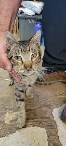 Found/Stray Male Cat last seen Maldonado Christmas Tree Lot, Encinitas, CA 92024