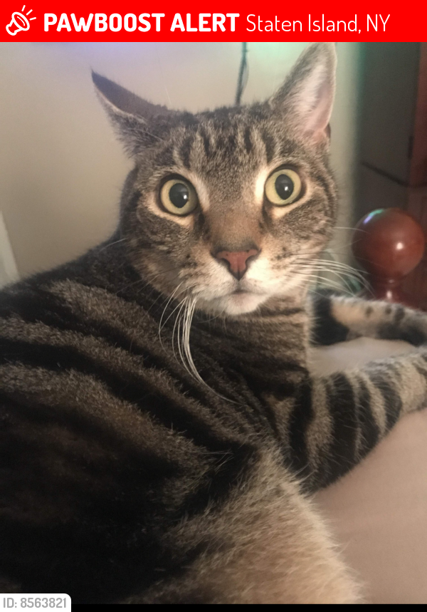 Lost Male Cat last seen Evans & Monahan, Staten Island, NY 10314