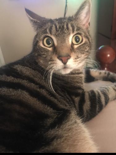 Lost Male Cat last seen Evans & Monahan, Staten Island, NY 10314