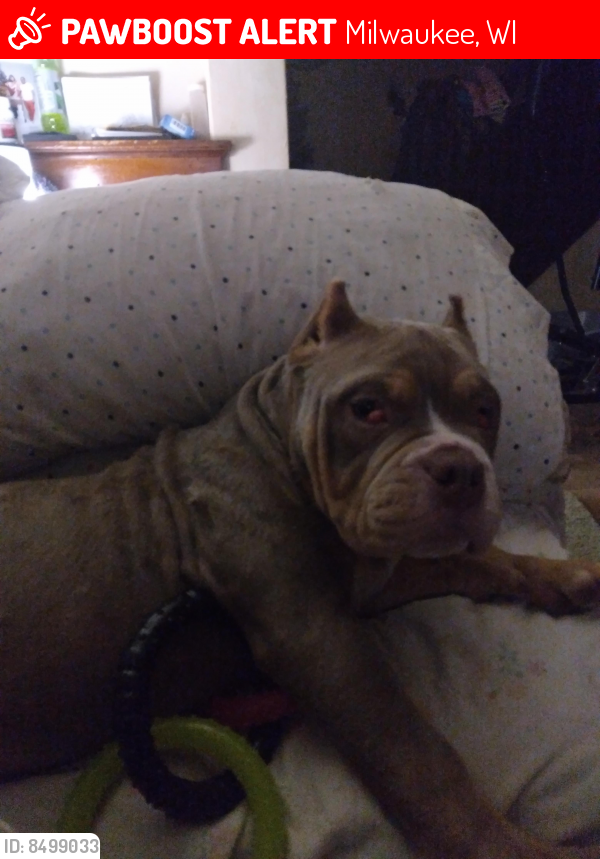 Lost Male Dog last seen South 36th st, corner of 36th and beacher, Milwaukee, WI 53215
