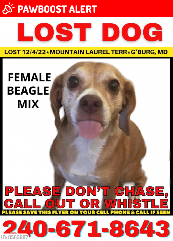 Lost Female Dog last seen Laurel Mountain Terrace , Montgomery County, MD 20879