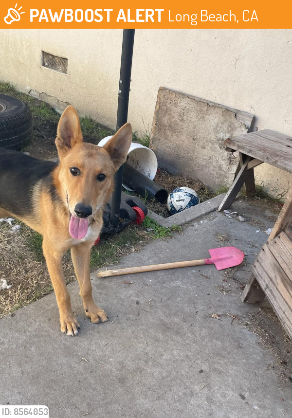 Found/Stray Male Dog last seen Artesia and Long Beach blvd, Long Beach, CA 90831
