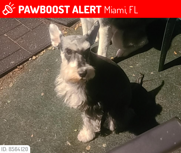 Lost Female Dog last seen Near nw 46th ave miami fl 33126, Miami, FL 33126