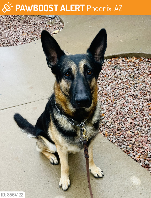 Found/Stray Male Dog last seen Highway 17 and Anthem Exit, Phoenix, AZ 85086