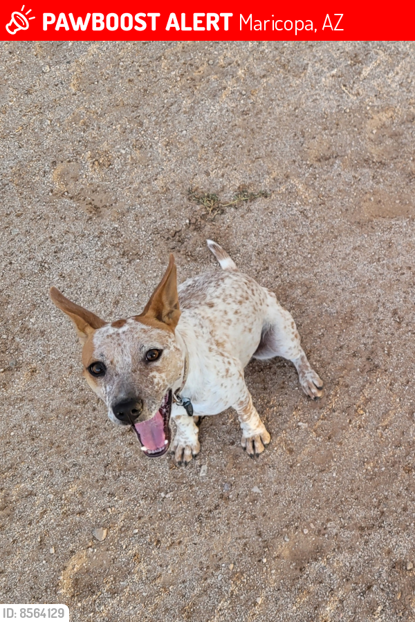 Lost Female Dog last seen Russell rd and maricopa casa grande hwy, Maricopa, AZ 85138