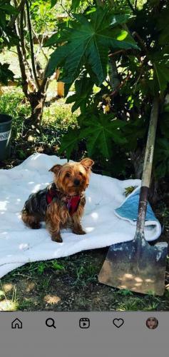 Lost Female Dog last seen Monroe between California Ave and Magnolia Ave, Riverside, CA 92504
