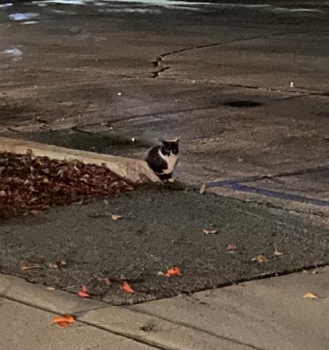 Found/Stray Unknown Cat last seen 3rd and parcel st, Pomona, CA 91766